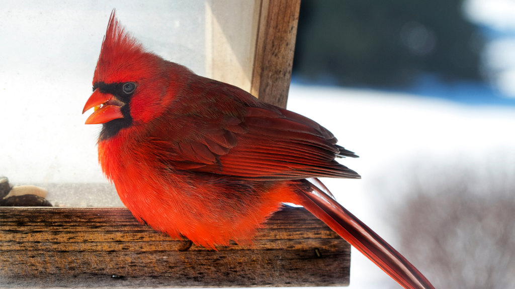 Bird Feeder Placement to Attract Cardinals