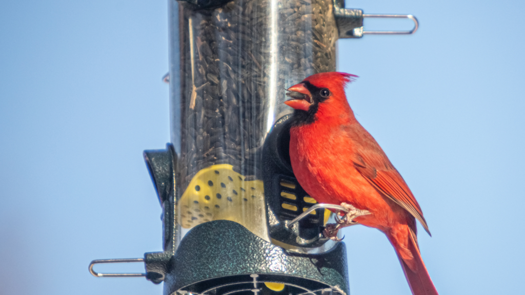 Bird Feeder Placement to Attract Cardinals