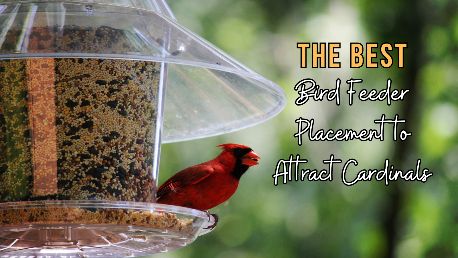 The Best Bird Feeder Placement to Attract Cardinals