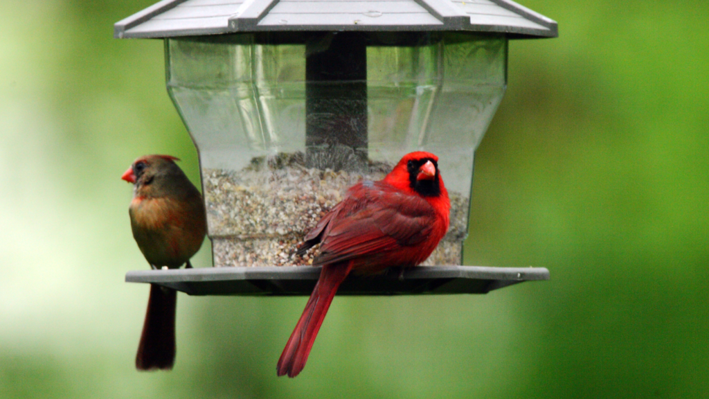 Best Bird Feeders and Bird Seeds to Attract Cardinals