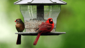 The Best Bird Feeders and Bird Seeds to Attract Cardinals - Cardinal