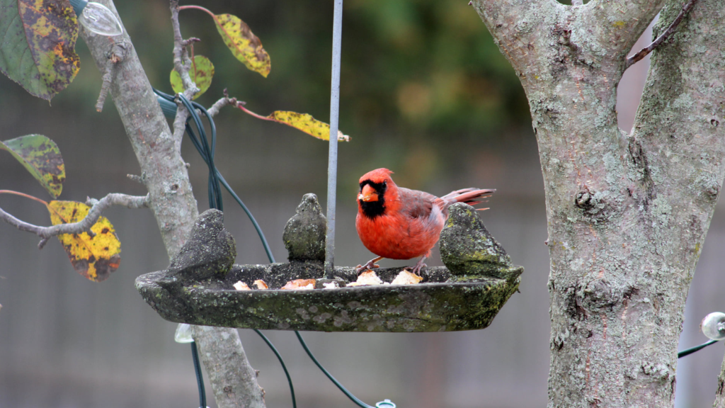 Best Bird Feeders and Bird Seeds to Attract Cardinals