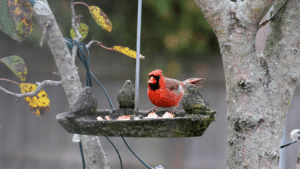The Best Bird Feeders and Bird Seeds to Attract Cardinals - Cardinal