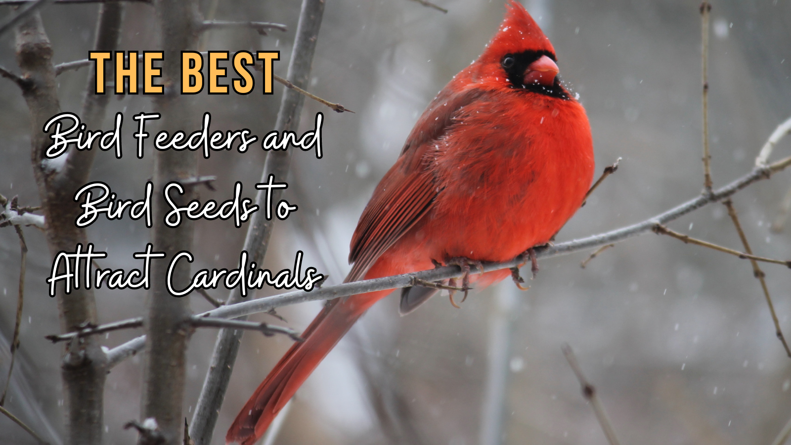 Bird Feeders and Bird Seeds to Attract Cardinals