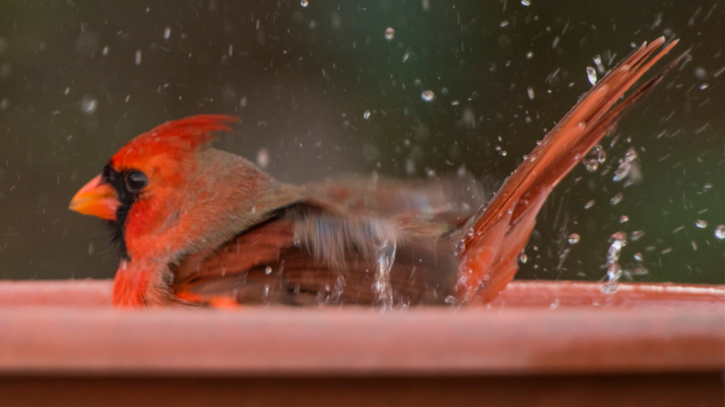 The Best Birdbaths to Attract Cardinals to Your Yard