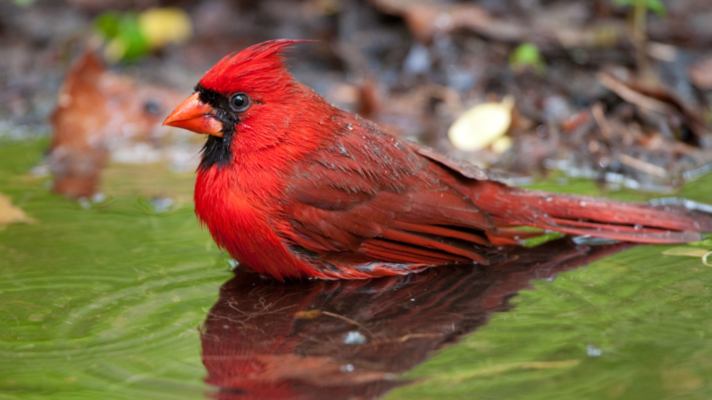 The Best Birdbaths to Attract Cardinals to Your Yard