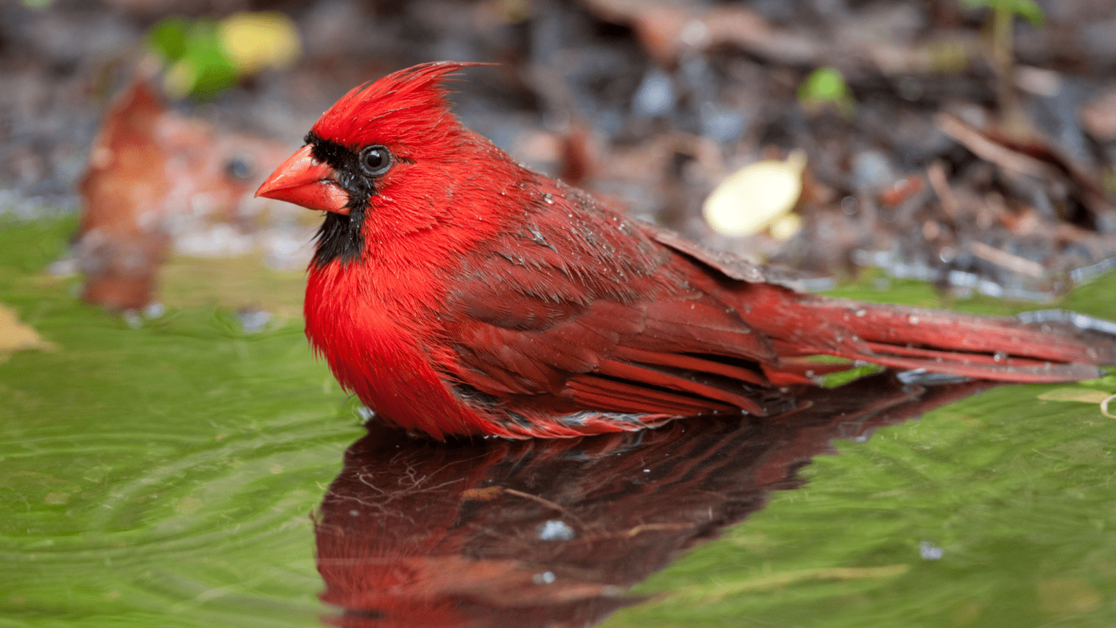 shallow birdbath for cardinals with safe footing