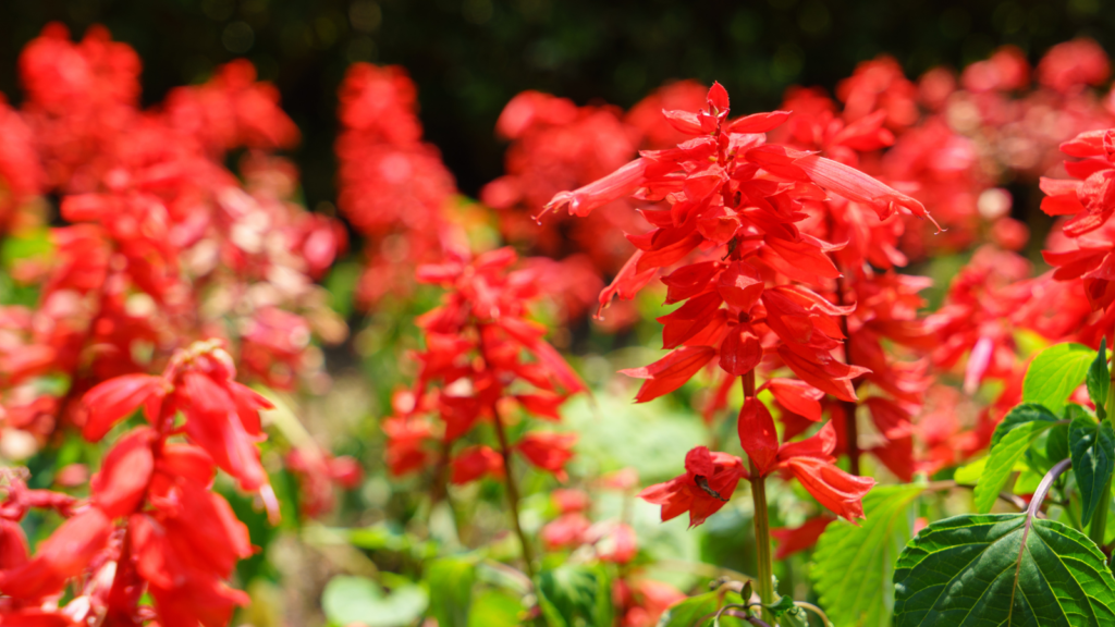 Landscaping Your Yard to Attract More Cardinals Plants and shrubs