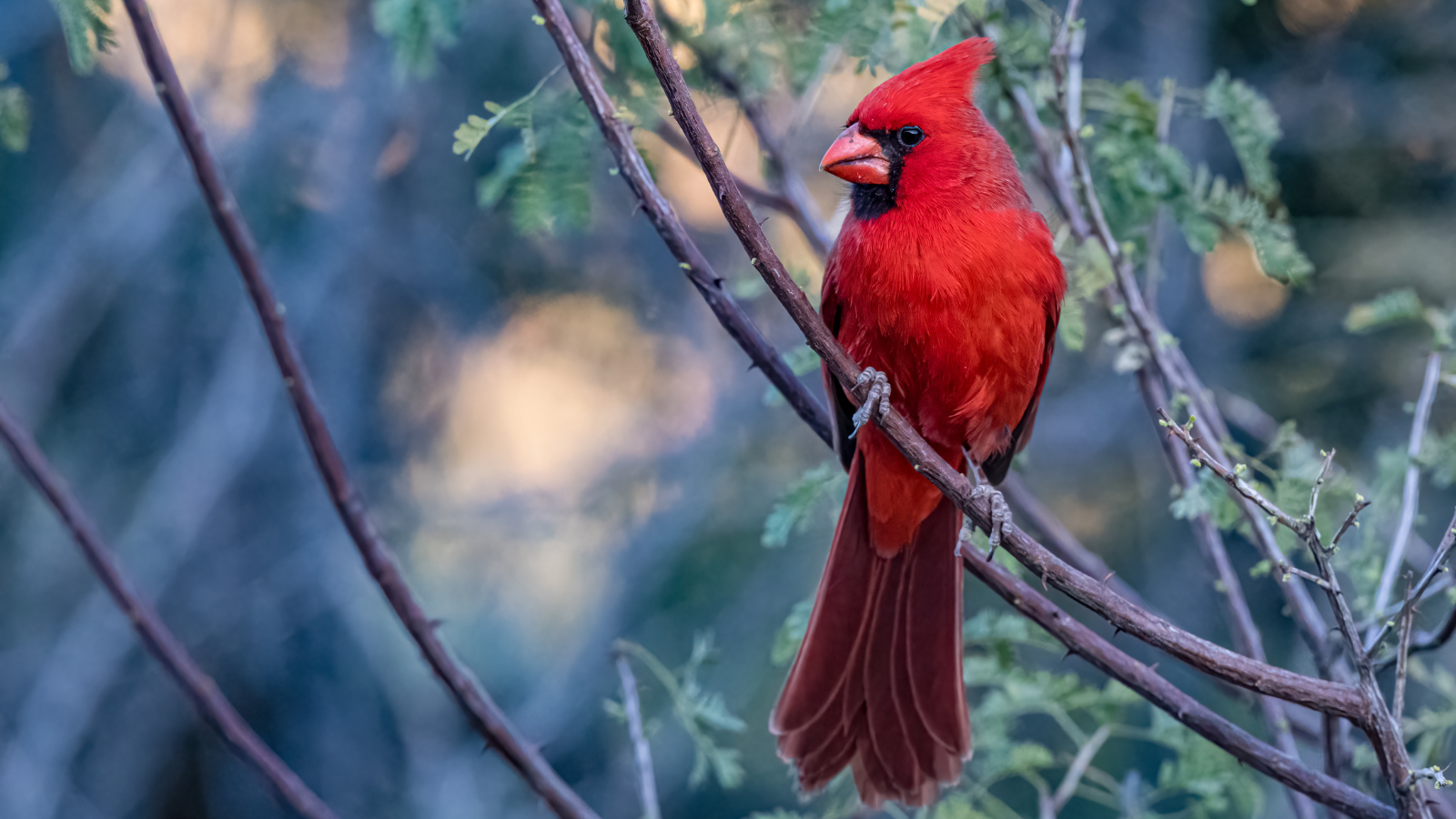 Proven Ways to Attract Cardinals: A Symphony of Nature in Your Backyard