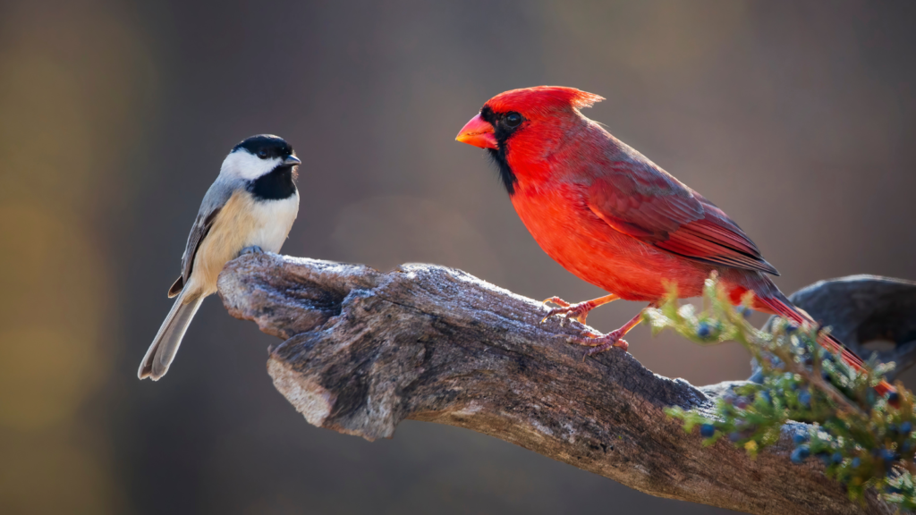 how to attract cardinals