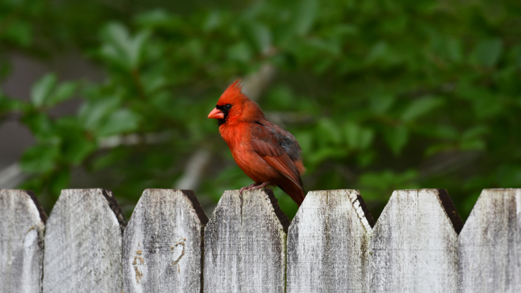how to attract cardinals