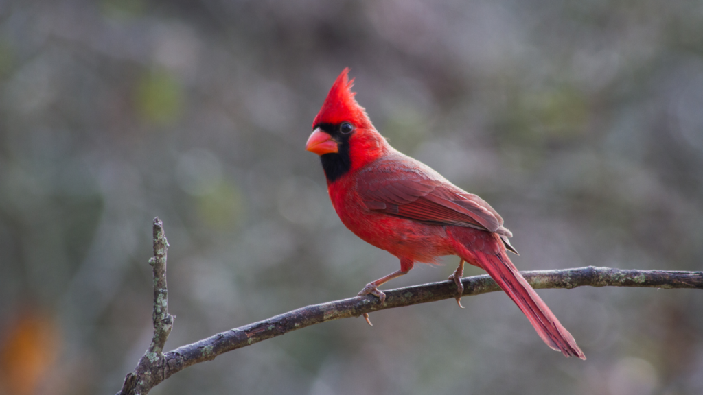 Northern cardinal habitat