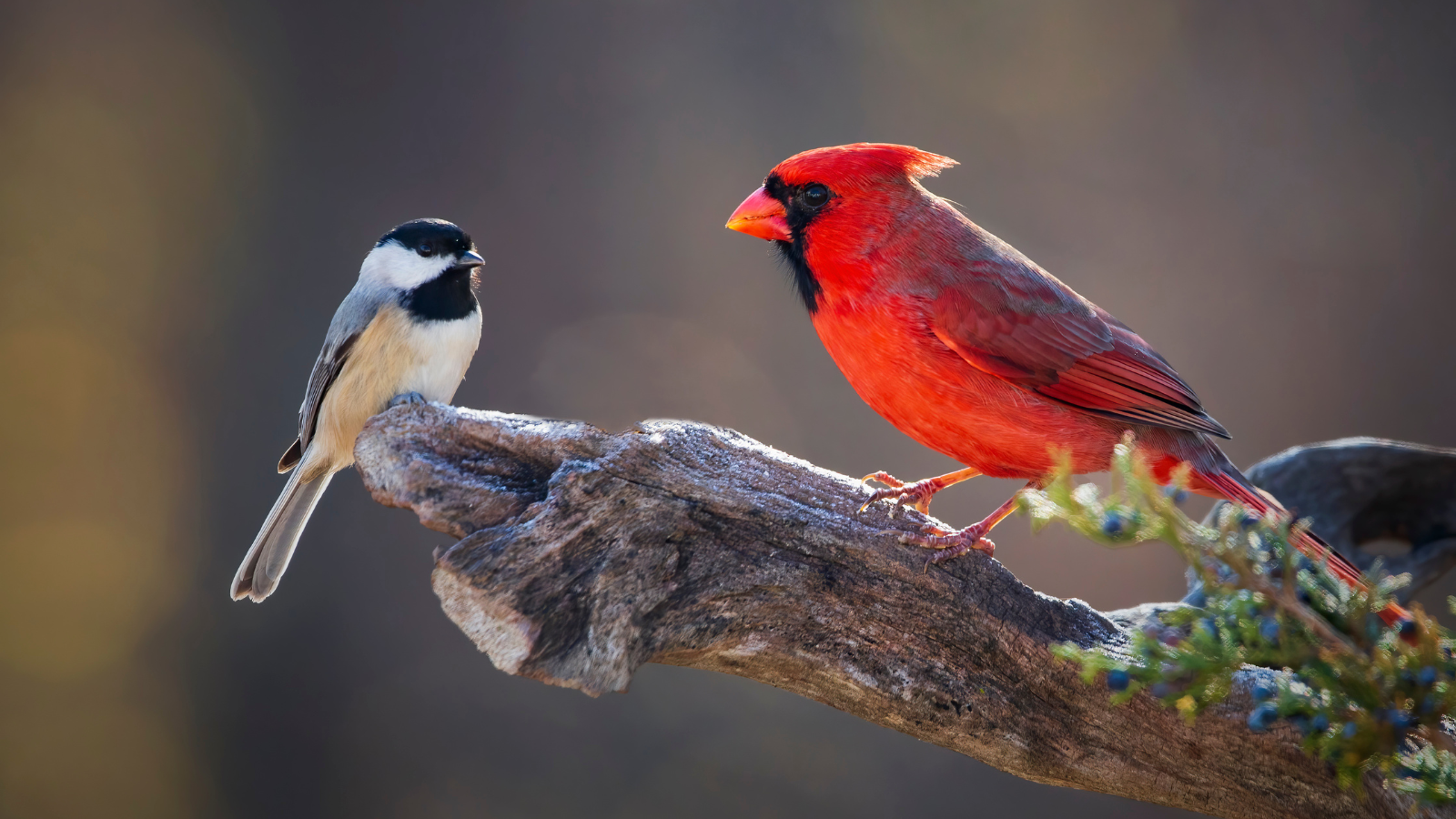 Northern Cardinal Habitat: A Haven in Nature’s Tapestry