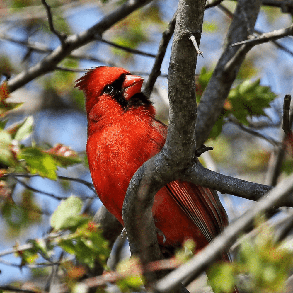 cardinal habitat and behavior