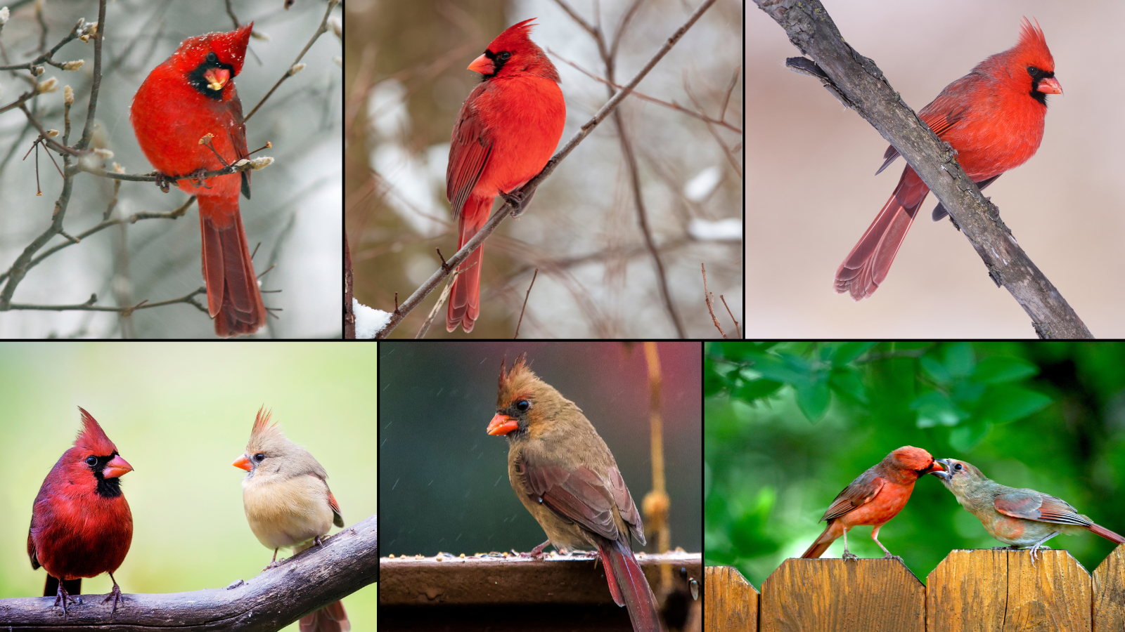 cardinal facts - northern cardinal bird - red cardinal